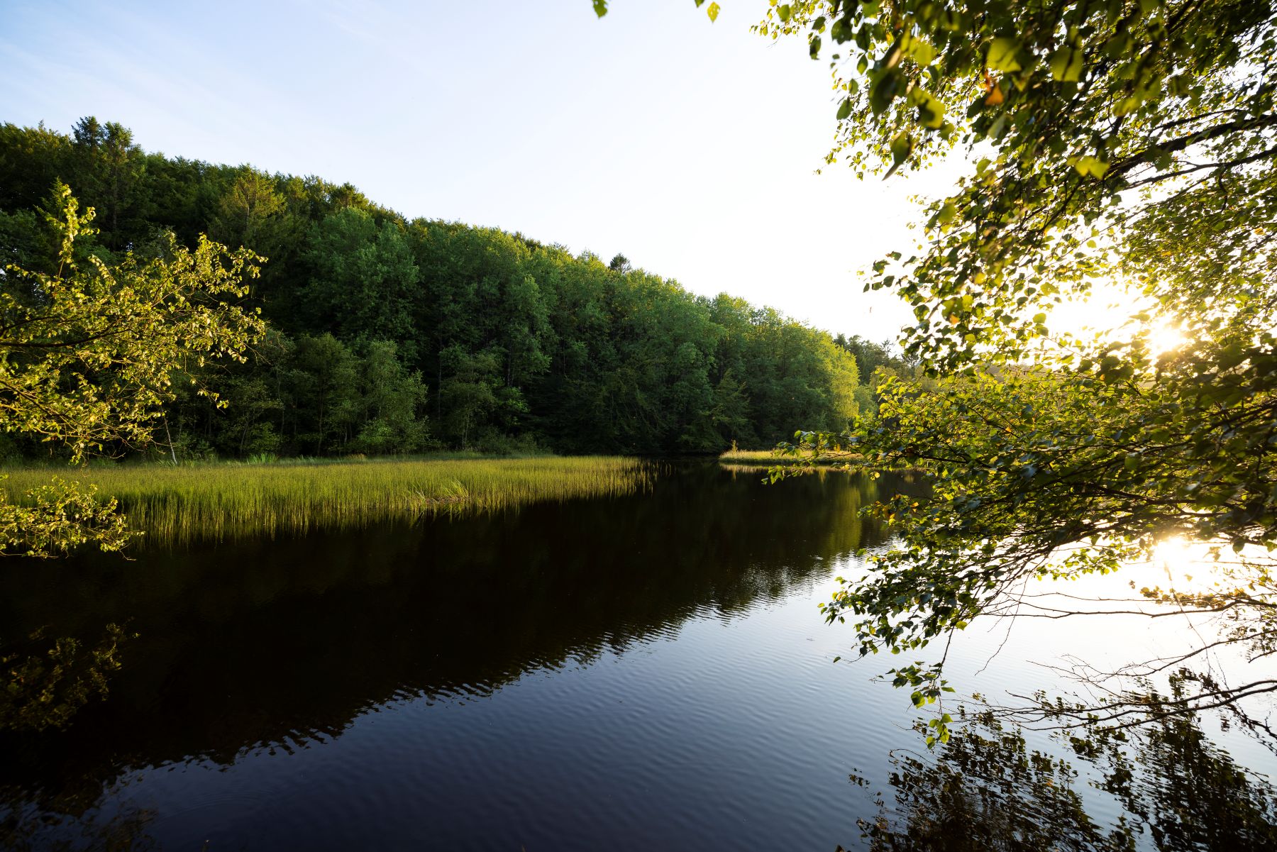 Image of a forest and a stream
