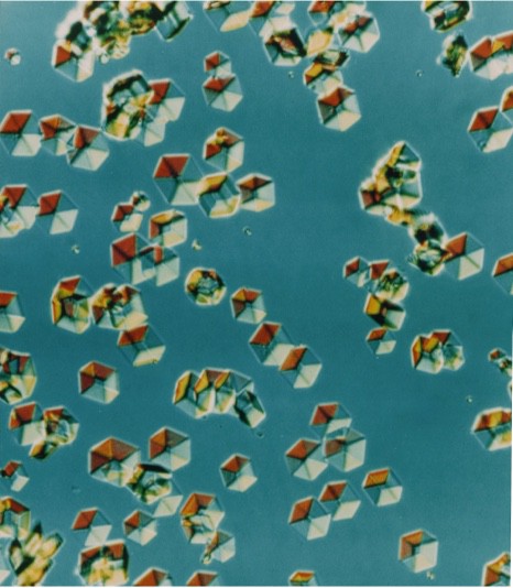 Human Monocomponent insulin crystals seen through a microscope